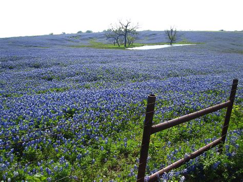 Bluebonnet trails - A large trail called The Highland Lakes Bluebonnet Trail spans multiple cities and it cuts through this part of town as well. Because this area is ever so slightly less known for bluebonnets than nearby Burnet you’ll have a better chance of being able to …